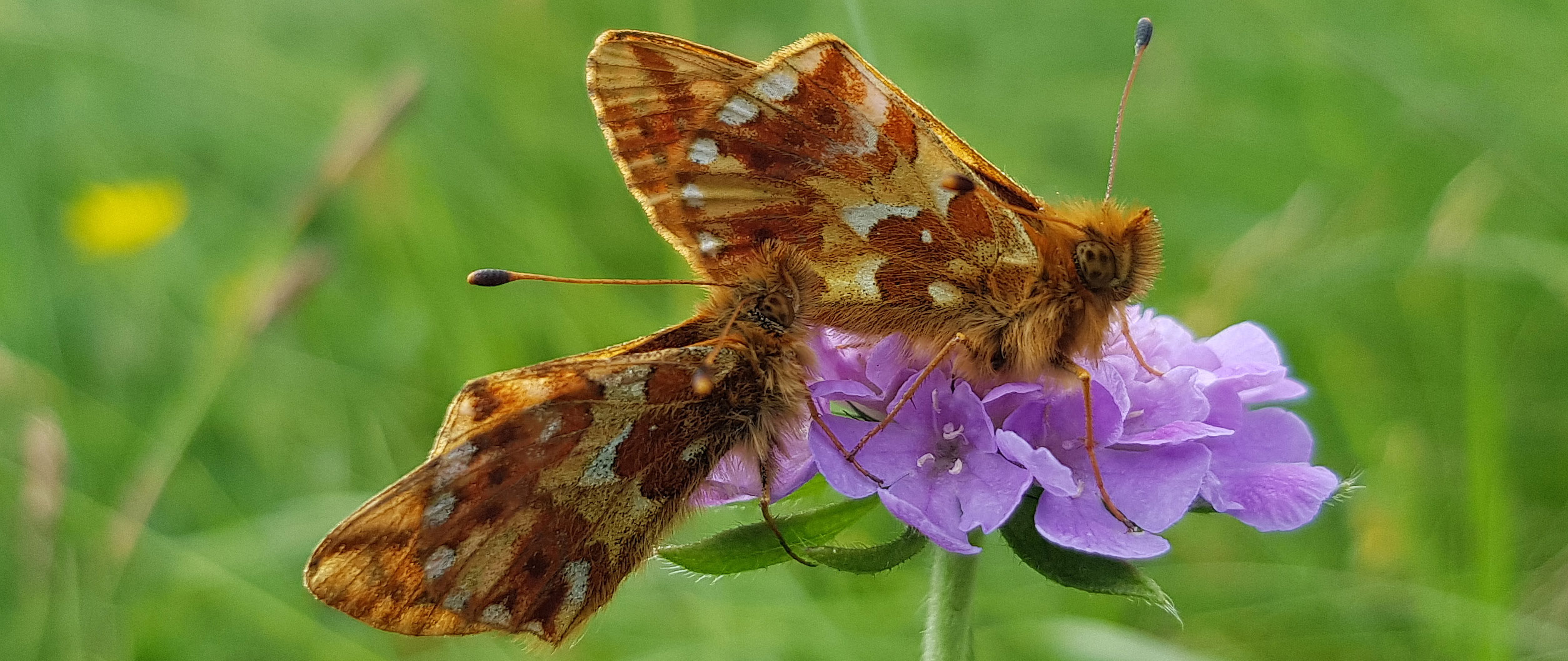 Metulj gorski tratar